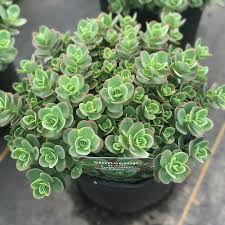 Sunsparkler Lime Zinger Sedum