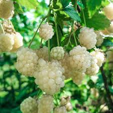Snowbank Blackberry