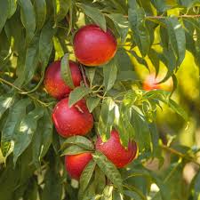 Sunlite Nectarine