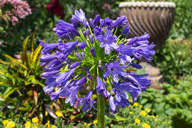 Bayou Blue Agapanthus