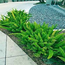 Foxtail Fern