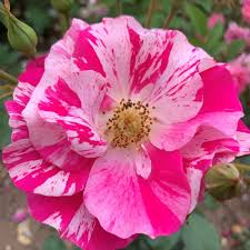 Berries & Cream Rose
