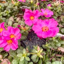 Nano Purple Pazzaz Portulaca