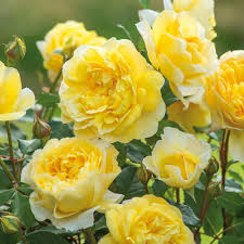 David Austin "The Poet’s Wife" Rose