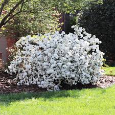 White Belle Azalea