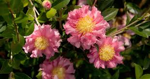 October Magic Carpet Camellia