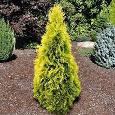 Berkman’s Gold Arborvitae
