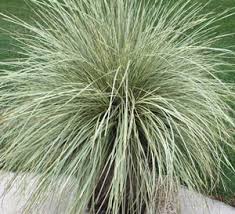Platinum Beauty Lomandra