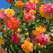 Pinata Row Piñata Climbing Rose – Cane Row Nursery
