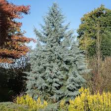 Carolina Sapphire Arizona Cypress