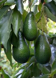 Fantastic Avocado