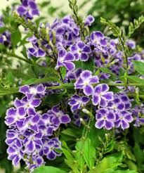 Duranta Sapphire Showers