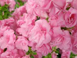 Rosebud Azalea