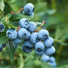Tiff Blue Blueberry