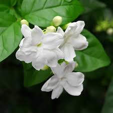 Sambac Jasmine