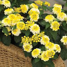 Bandana Lemon Zest Lantana