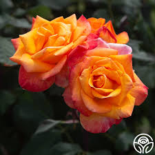 Chris Evert Rose