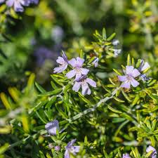 Chefs Choice Rosemary