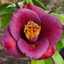 Grape Soda Camellia