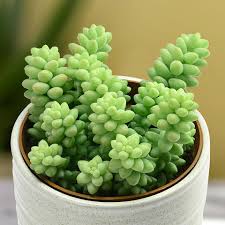Burrito Sedum