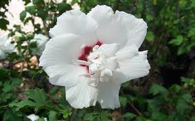 Morning Star Althea(Rose of Sharon)