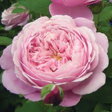 Cathedral Bells Rose