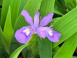 Eco Bluebird Iris