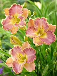 Lavender Tutu Daylily