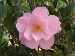 Taylor’s Perfection Camellia