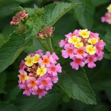 Ham and Eggs Lantana