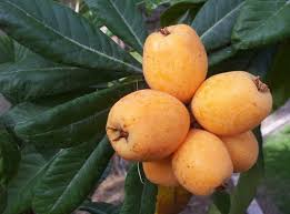 Golden Nugget Loquat