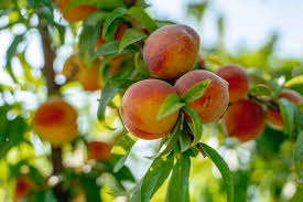 Florida Prince Peach
