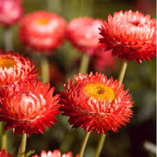 Granvia Crimson Sun Strawflower