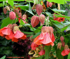 Abutlion Flowering Maple - Twister