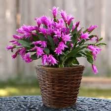 Lavender Christmas Cactus