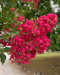 Tuscarora Crepe Myrtle