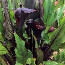 Memories Calla Lily
