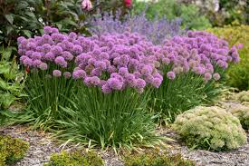 Serendipity' Allium
