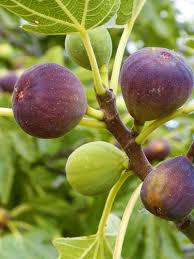 Brown Turkey Fig