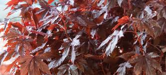 Red Leaf Hibiscus