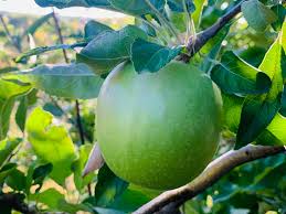 Granny Smith Apple