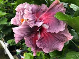 Grande Dame Cajun Hibiscus