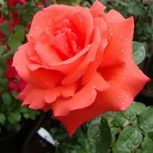Tropicana Rose
