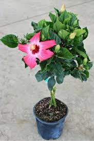 Painted Lady Hibiscus
