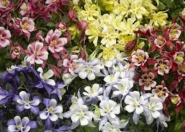 Kirigami Mix Aquilegia