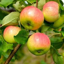 Anna Apple Tree
