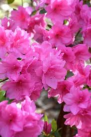 Pink Ruffles Azalea