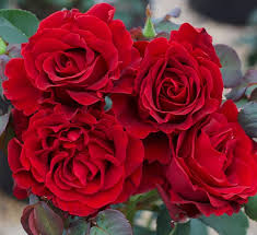 Dancing In The Dark Rose