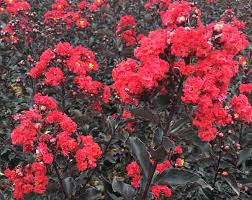 Ebony Fire Crepe Myrtle