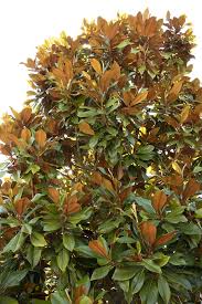 Bracken’s Brown Beauty Magnolia